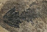 Discosauriscus (Early Permian Reptiliomorph) - Czech Republic #264888-2